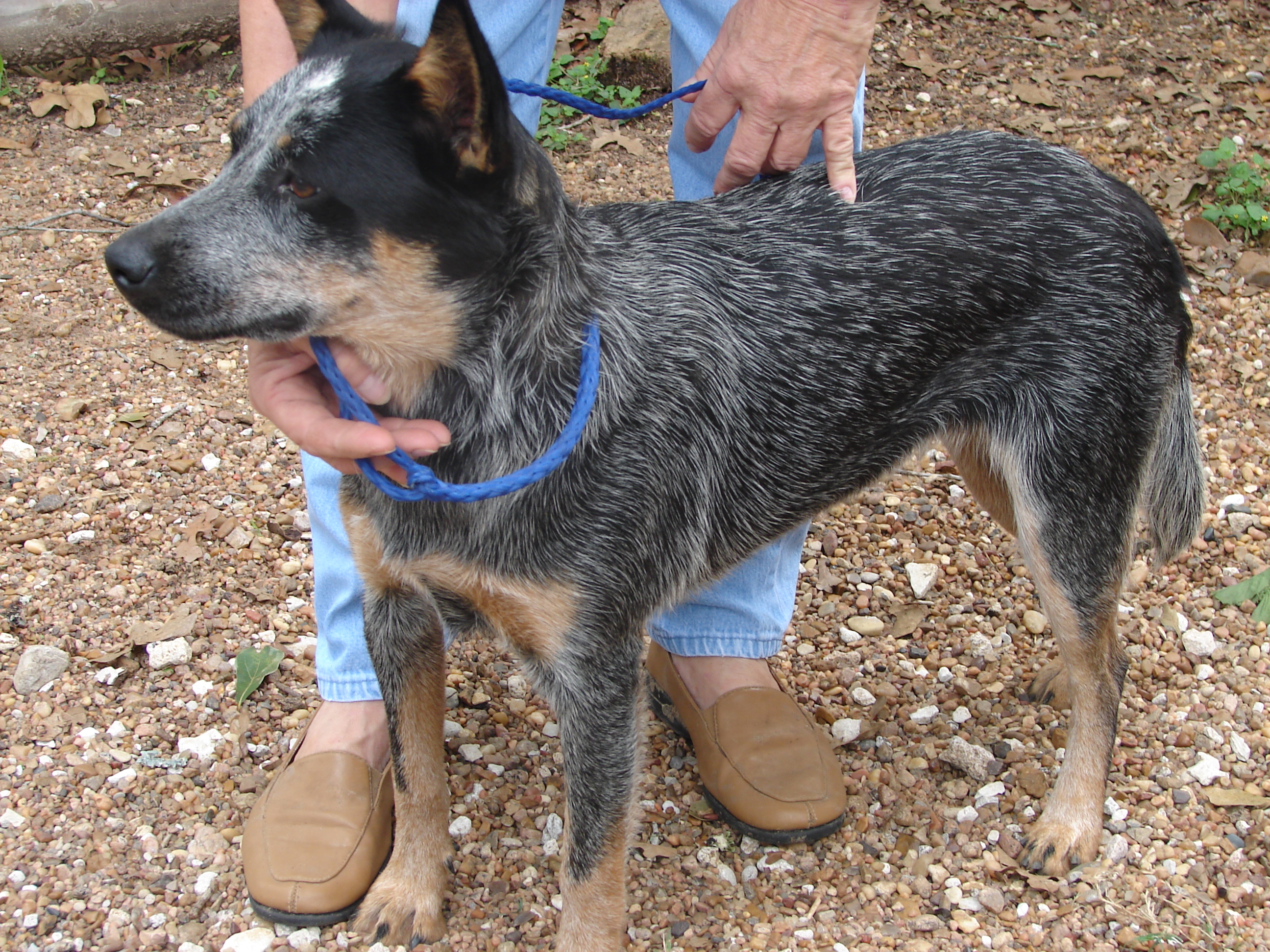 queens blue heeler